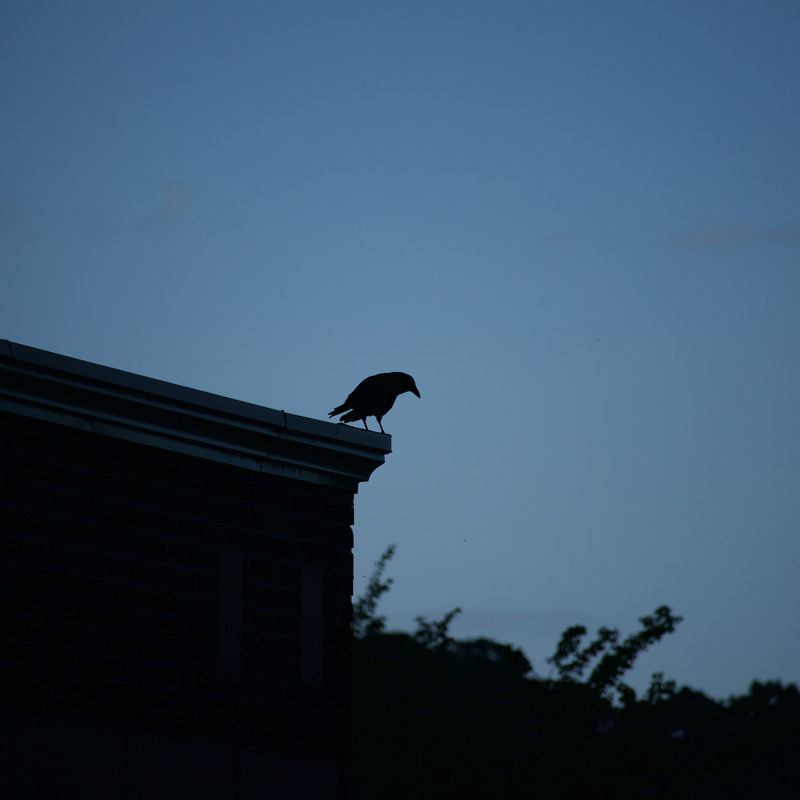 Canon EOS M50 Mark II
200mm ISO 200 f/6.3 1/1250s