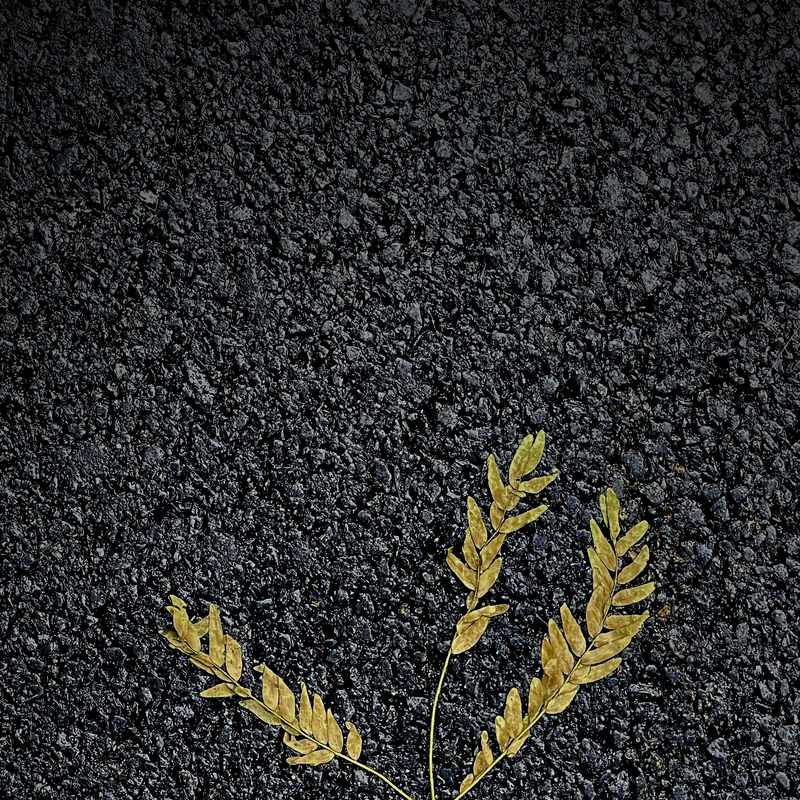 Apple iPhone 12 Pro
52mm ISO 100 f/2 1/122s